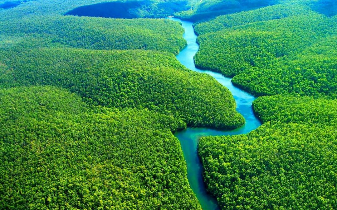 Revelações sobre a Proteção de Conhecimentos Tradicionais na Amazônia: O Caso do Mirantã